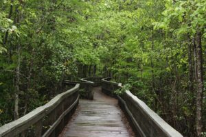 A boarded walkway through a forest, with a fork ahead - it's time to make a choice