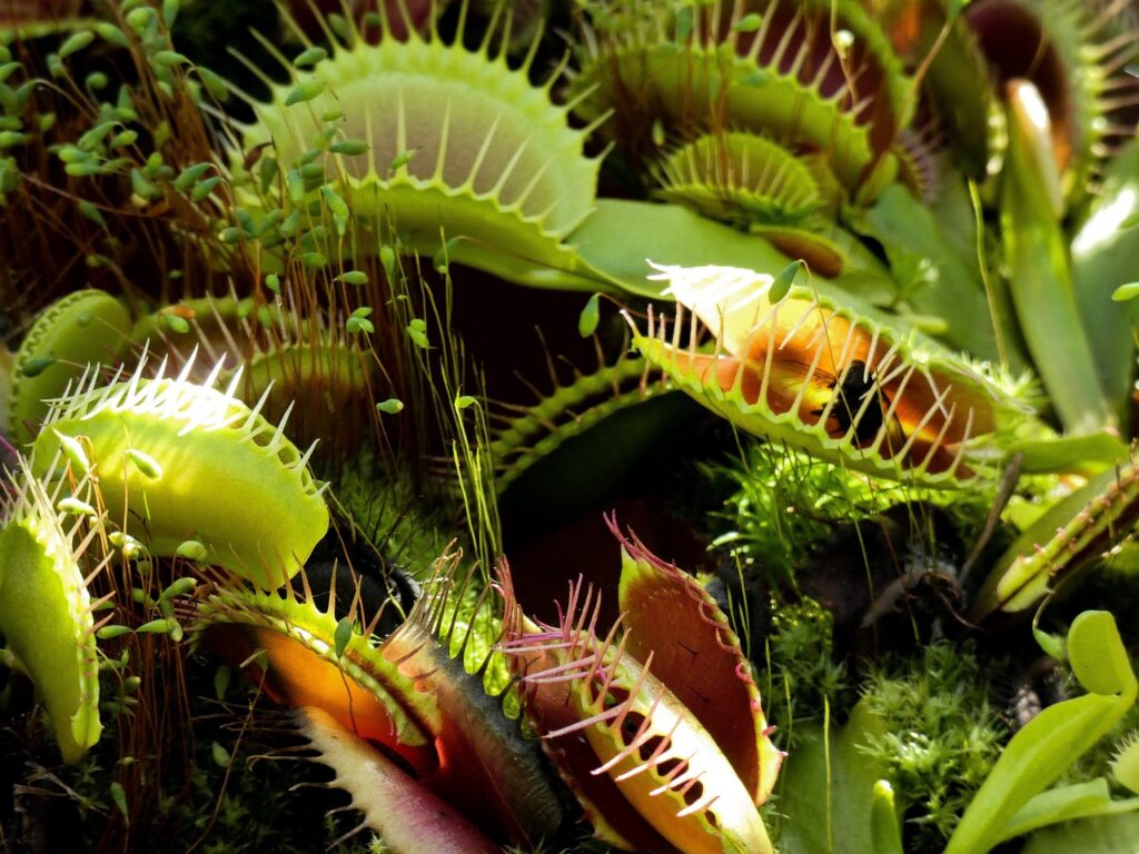 A vivid patch of venus flytraps, an absolute trap