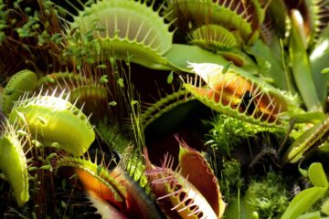 A vivid patch of venus flytraps, an absolute trap