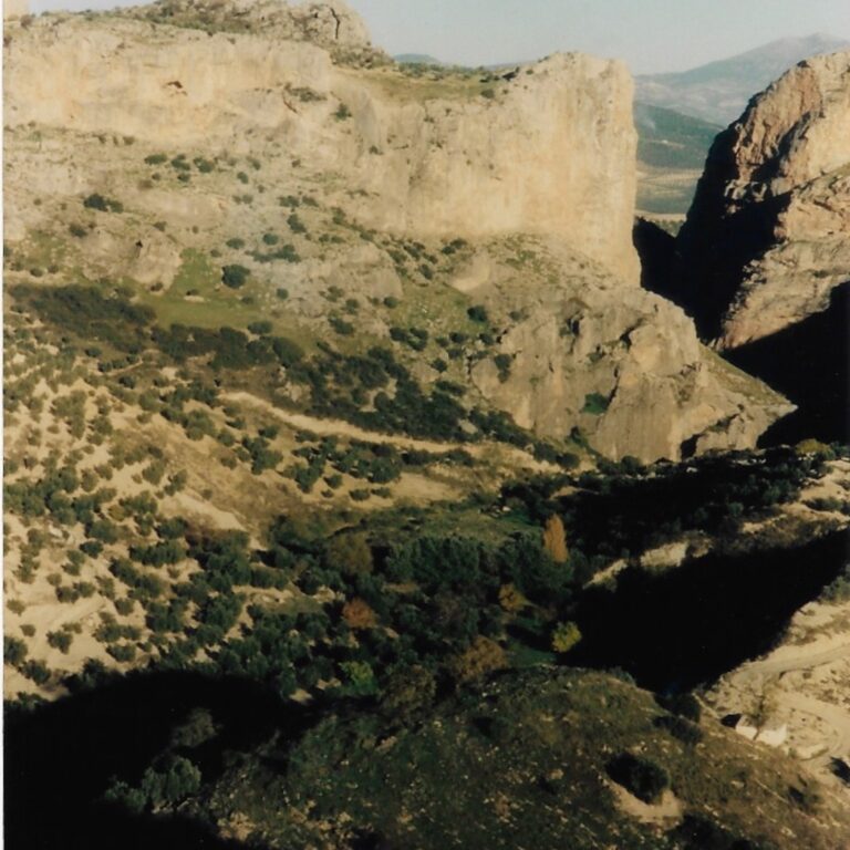 Olive trees in Jaén