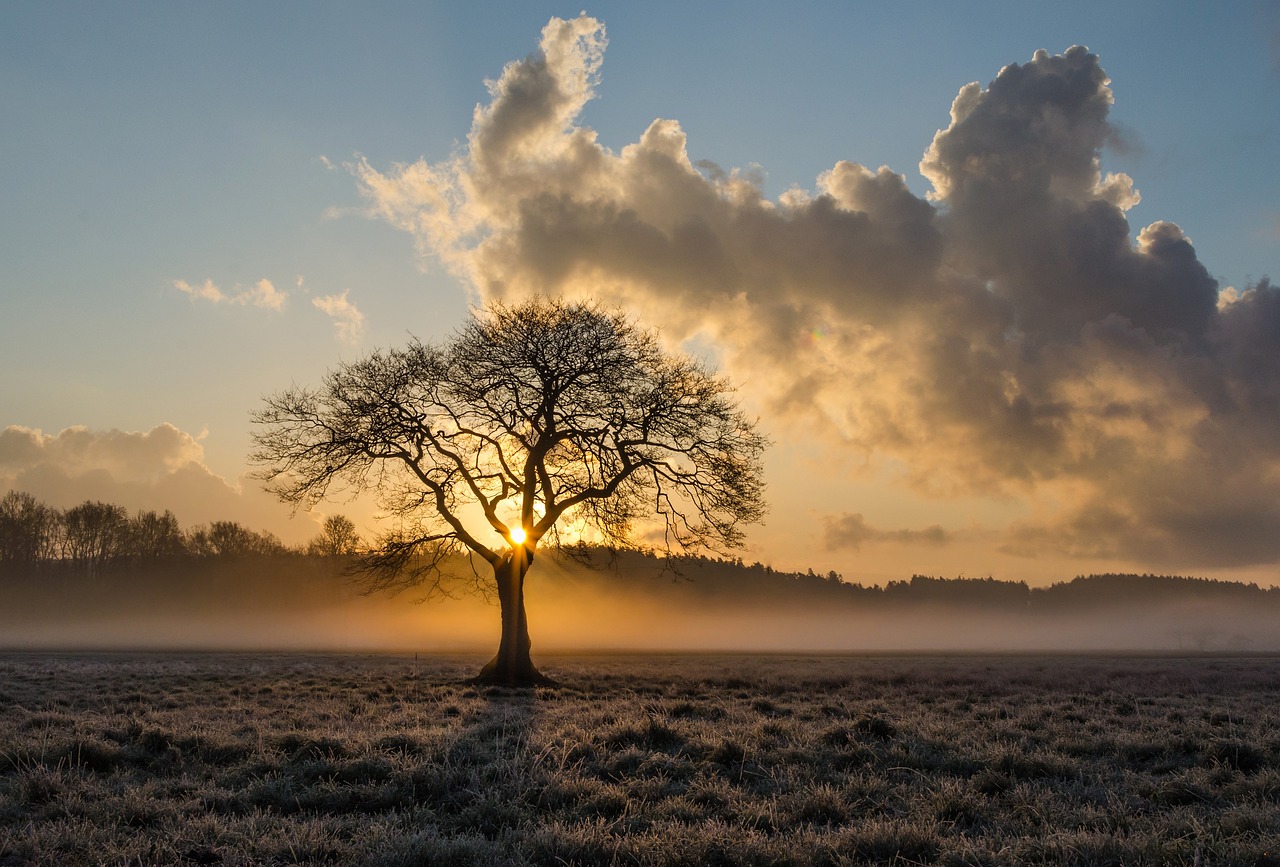 A lone tree, leafless, standing tall, bending and flexing to the elements, strong and resilient