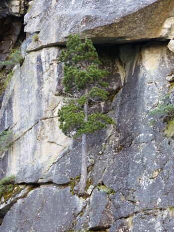 A lone tree, defying the odds, growing on the side of a rock face.