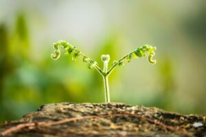A tiny plant, breaking through the soil, unfurling its first leaves. How do you grow and develop?
