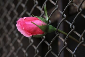 A pink rose, growing through a mesh fence, not held back and blooming beautifully.