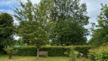 The tree, weathering the storm, growing strong and secure