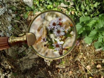 A magnifying glass, focussing on some flowers. What are you focussing on?