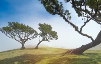 Trees bending to the wind, formed to withstand and weather the storm