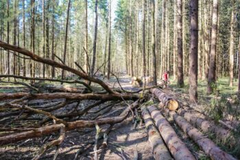 Fallen trees, blocking a road. And that's what negative emotions do, they block the way forward.