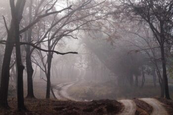 A winding road, trees on either side, the mist partially hiding the way. Are you on route, a sense of direction, even if everything is not clear yet?