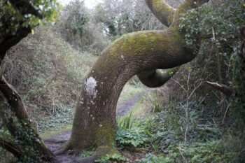 A tree, bending to find the light