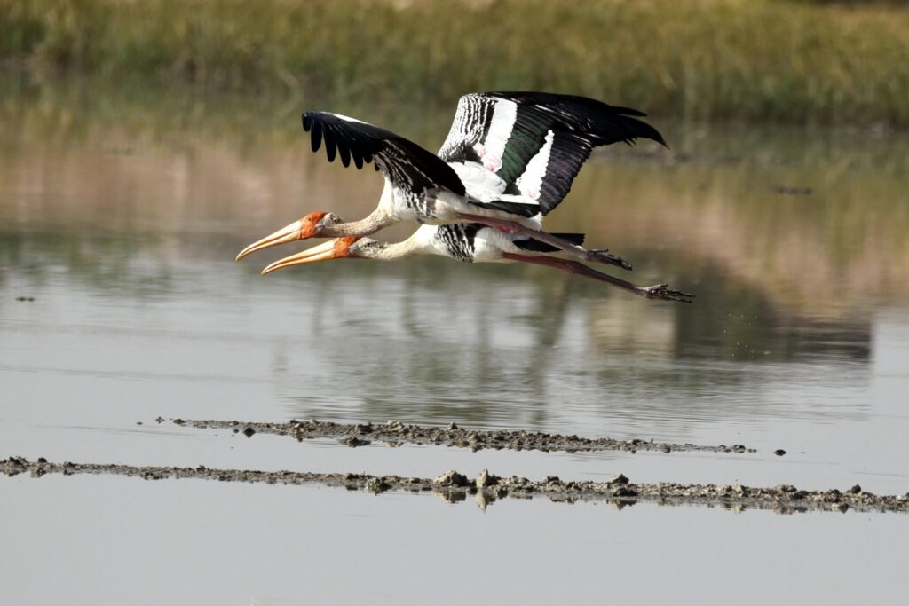 Two storks, flying over water, in complete rapport