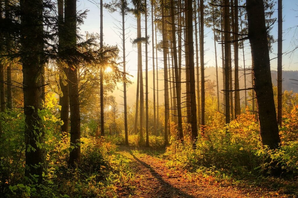 forest Gary K Burns The easy way to change now like the seasons