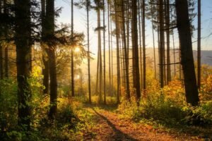 forest Gary K Burns Gary K Burns The easy way to change now like the seasons